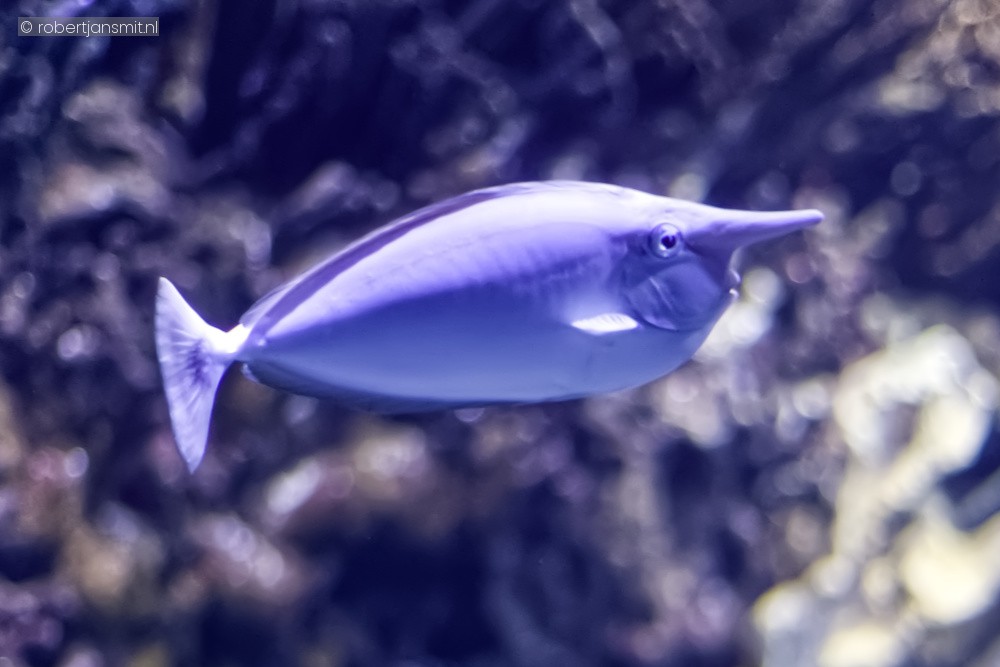 Foto van Witte eenhoornvis (Naso annulatus) in Blijdorp Rotterdam