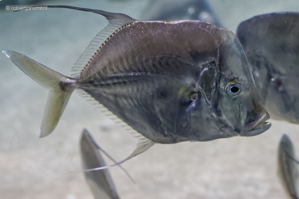 Foto van Neerkijker (Selene vomer) in Blijdorp Rotterdam