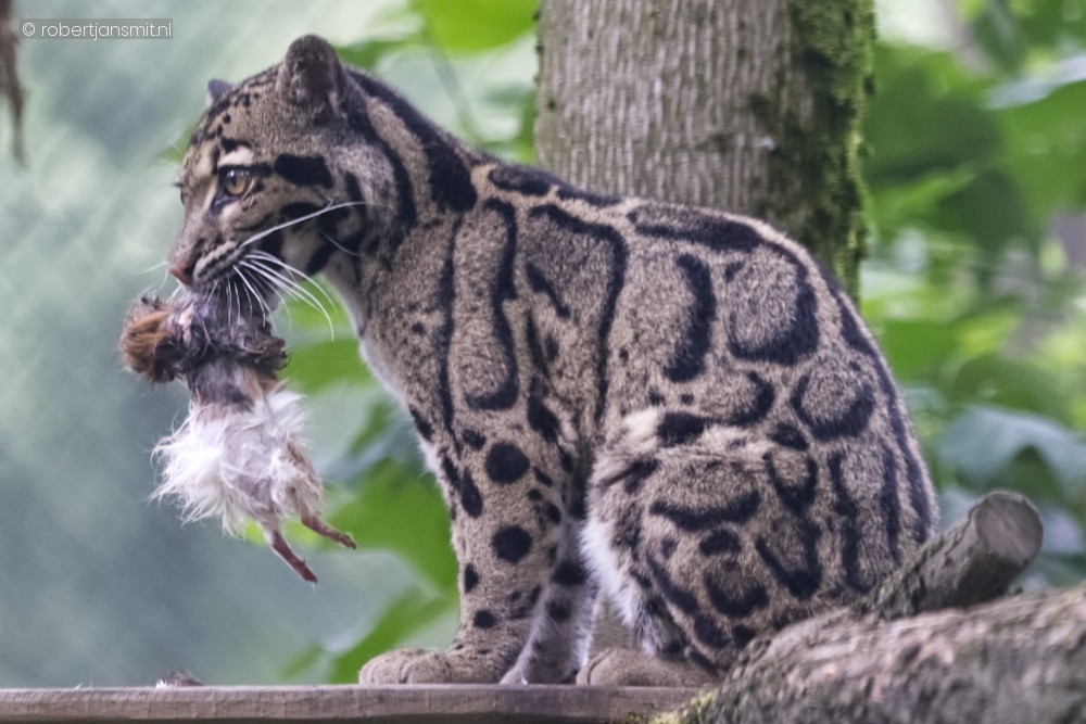 Foto van Nevelpanter (Neofelis nebulosa) in ZooParc Overloon