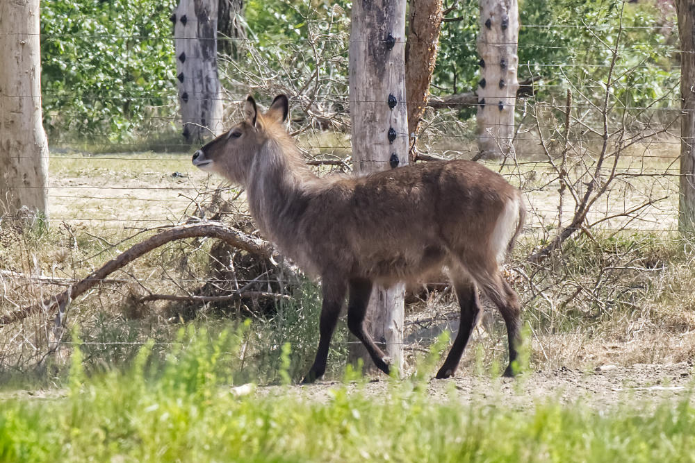 Nijlantilope 
