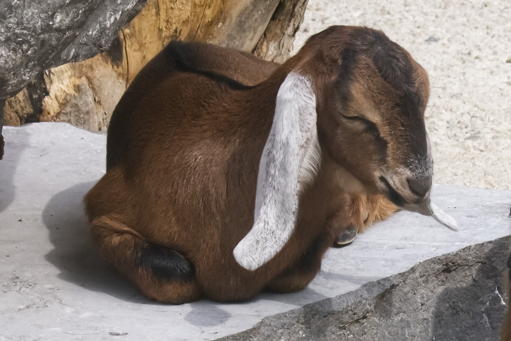 Foto van Nubische geit () in Pairi Daiza België