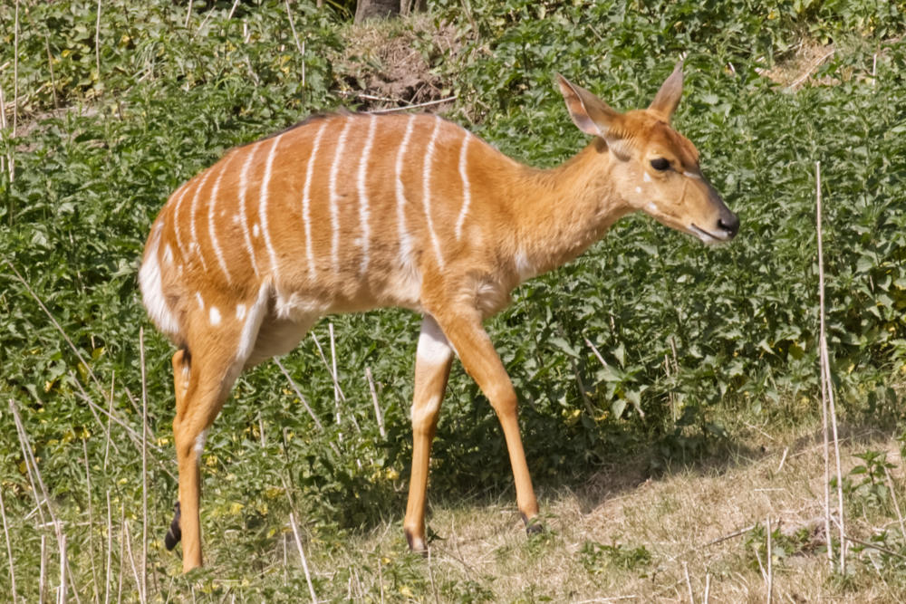 Nyala 