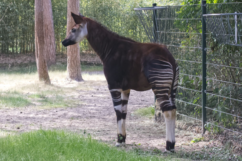 Okapi 