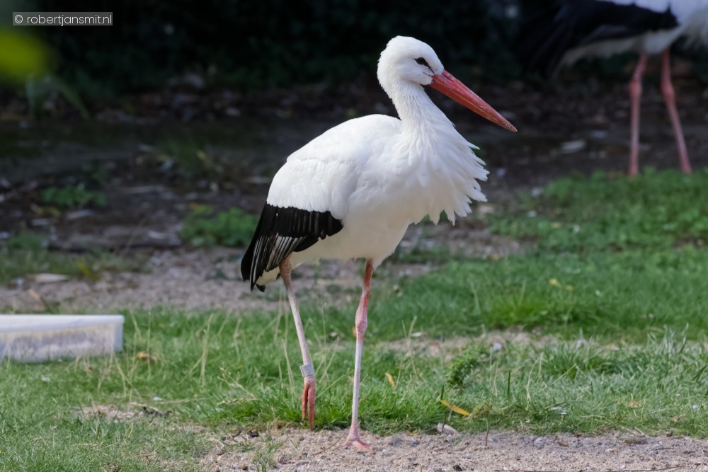 Foto van Ooievaar (Ciconia ciconia) in Zoo Antwerpen België