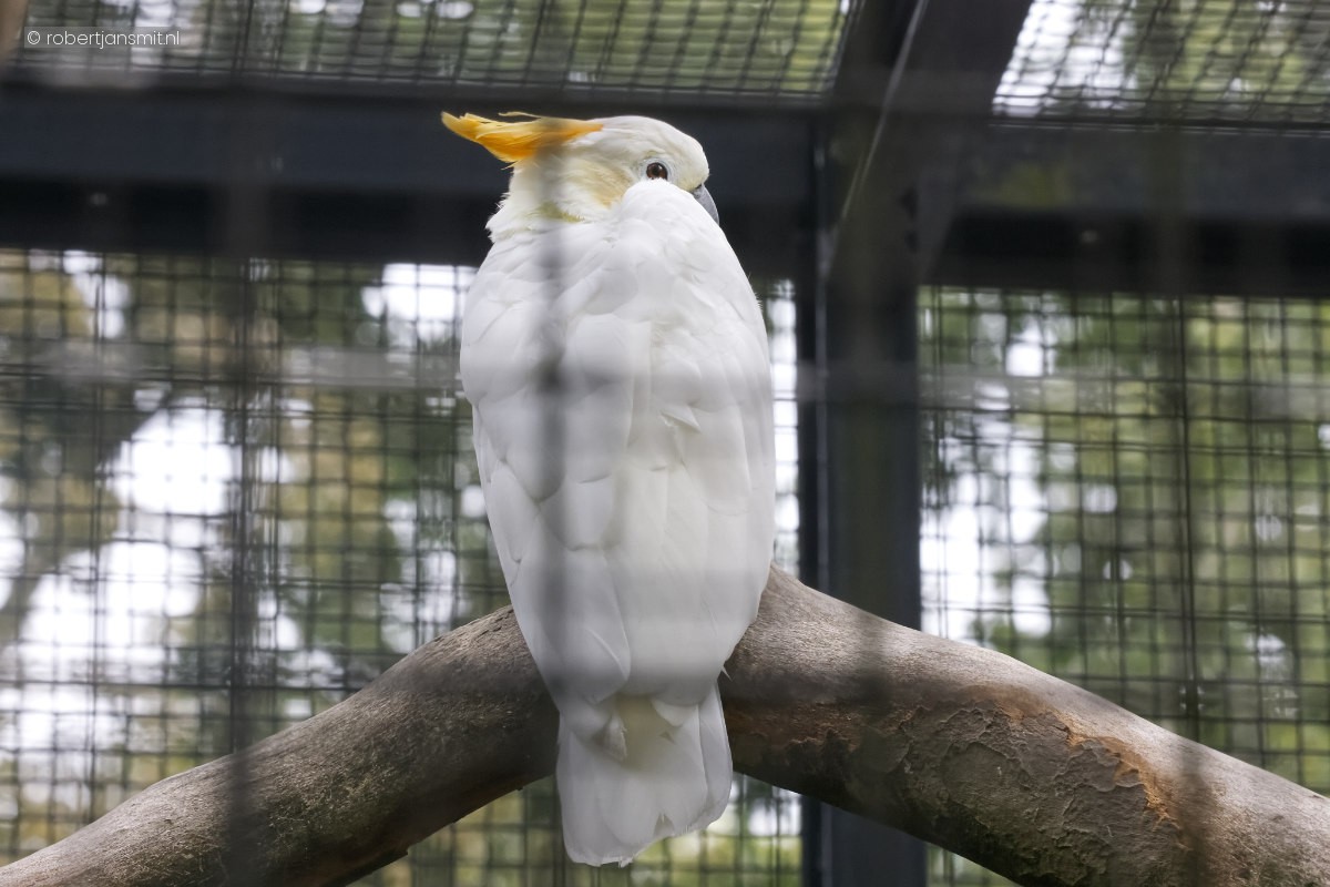 Foto van Oranjekuifkaketoe (Cacatua citrinocristata) in Artis Amsterdam