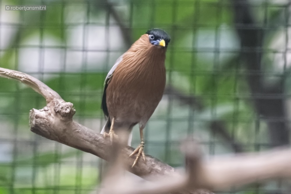 Foto van Pagodespreeuw (Sturnia pagodarum) in Pairi Daiza België