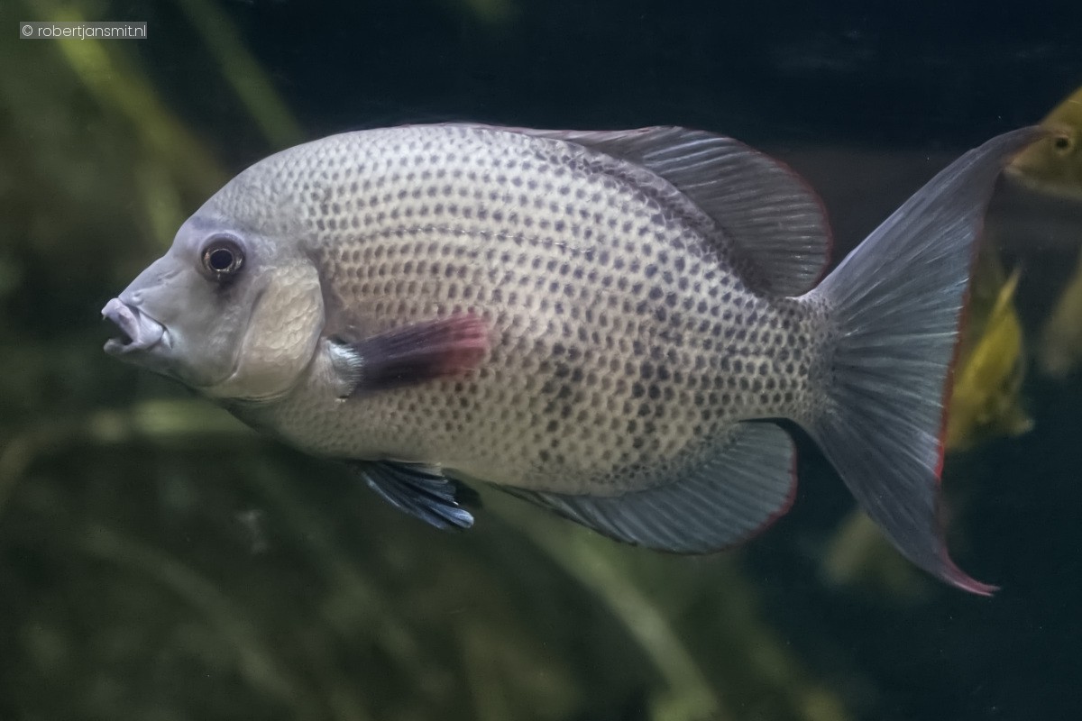 Foto van Pinstreephancichlide (Paretroplus menarambo) in Blijdorp Rotterdam