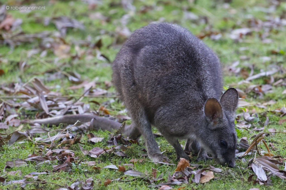 Foto van Parmawallaby (Notamacropus parma) in Best Zoo, Best