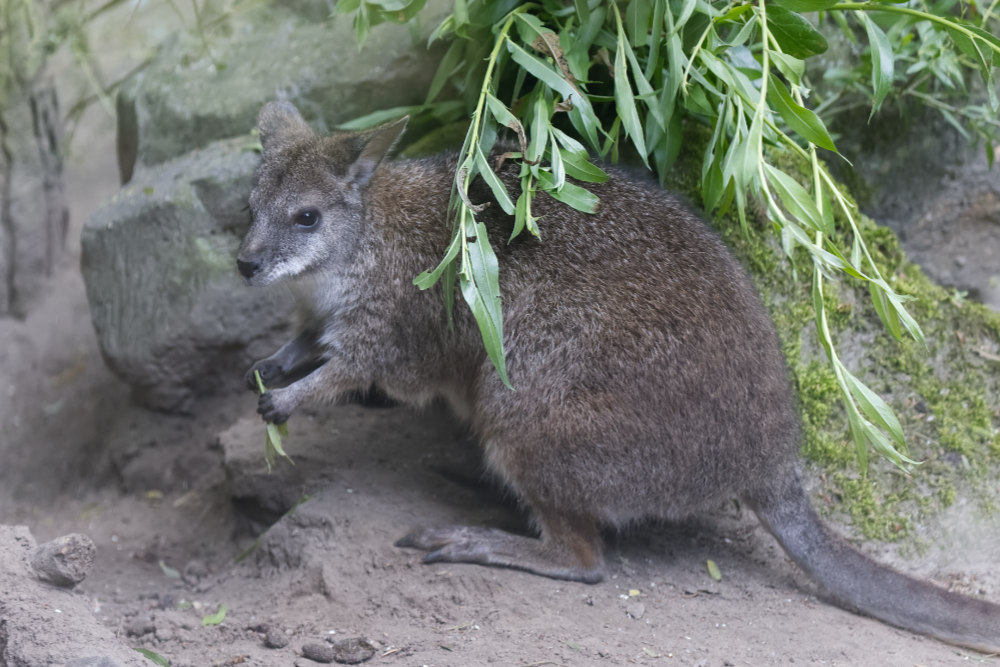 Parmawallaby 