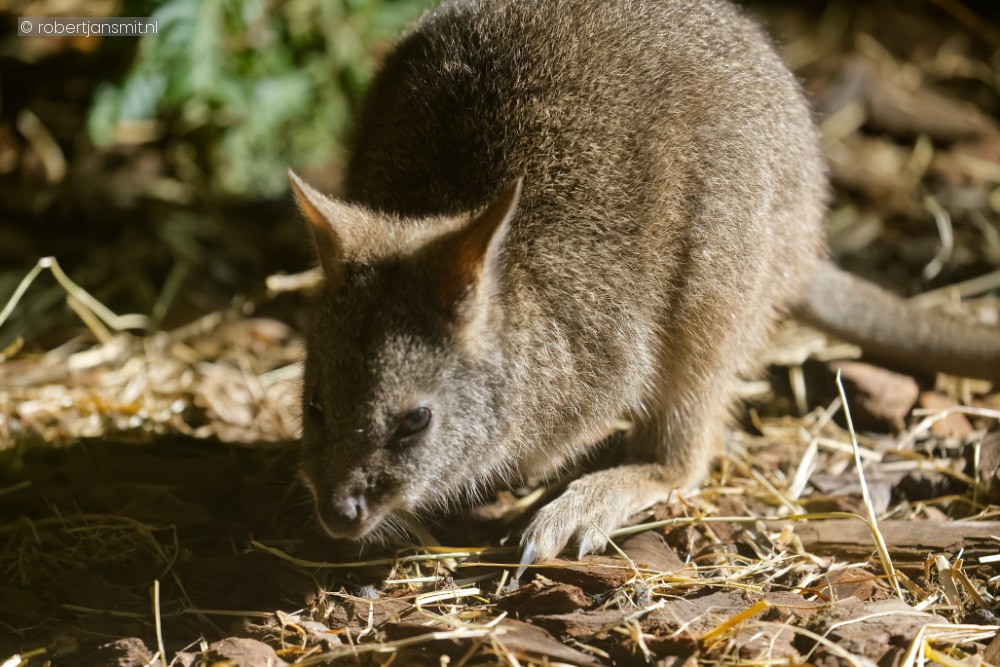 Foto van Parmawallaby (Notamacropus parma) in Ouwehands Dierenpark Rhenen