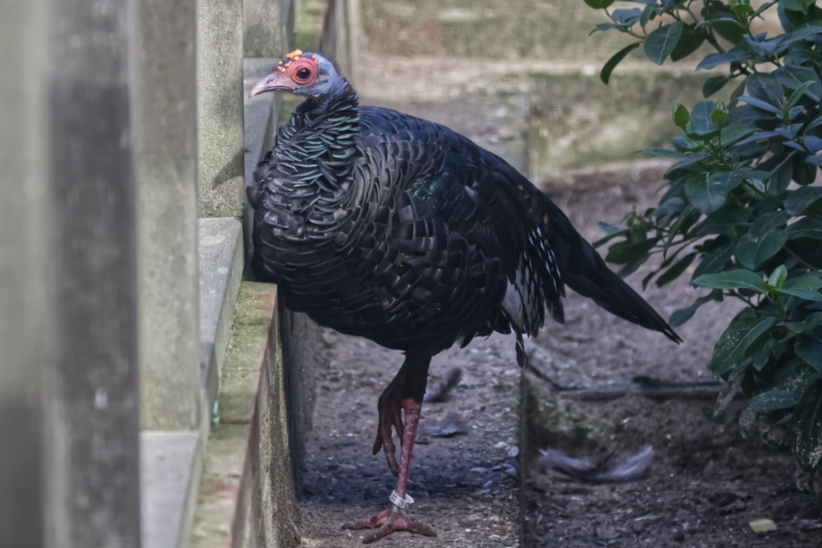 Foto van Pauwkalkoen (Meleagris ocellata) in Dierenpark Hoenderdaell Anna Paulowna
