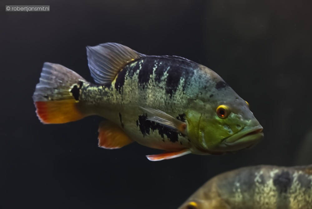 Foto van Pauwoogbaars (Cichla ocellaris) in Blijdorp Rotterdam