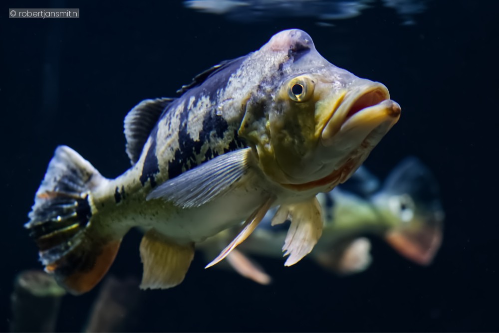 Foto van Pauwoogbaars (Cichla ocellaris) in Zoo Antwerpen België