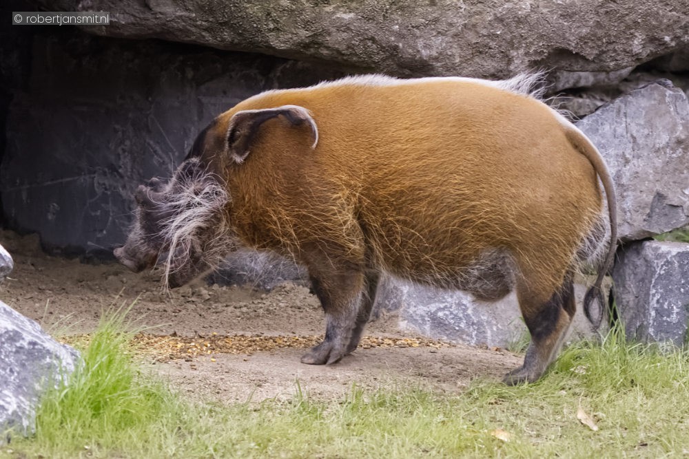 Foto van Penseelzwijn (Potamochoerus porcus) in ZooParc Overloon