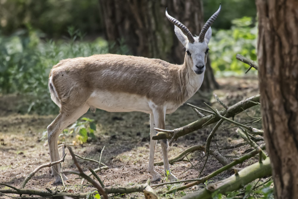 Kropgazelle 
