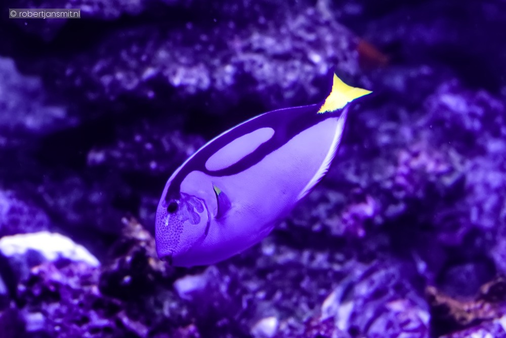Foto van Picasso doktersvis (Paracanthurus hepatus) in Blijdorp Rotterdam
