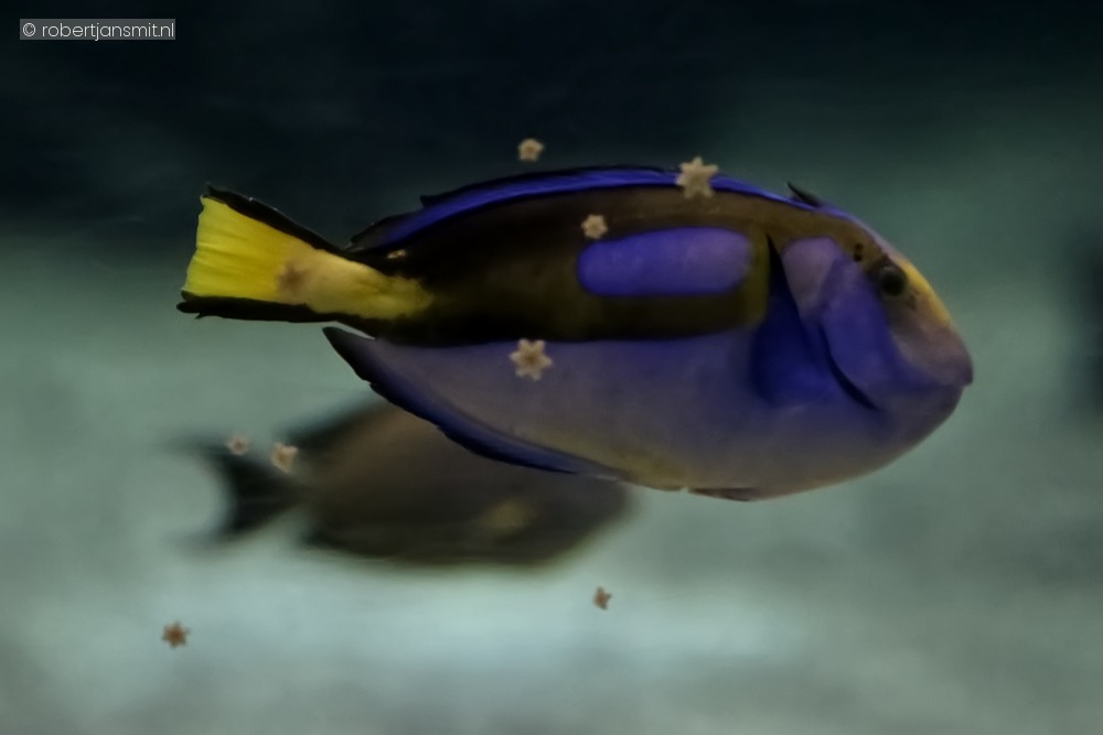 Foto van Picasso doktersvis (Paracanthurus hepatus) in Burgers Zoo Arnhem