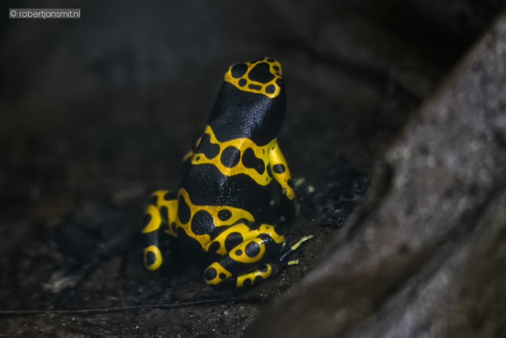 Foto van Pijlgifkikker (Dendrobatidae) in Ouwehands Dierenpark Rhenen