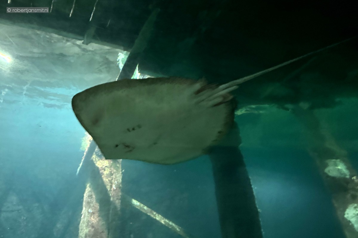 Foto van Pijlstaartrog (Dasyatidae) in Burgers Zoo Arnhem
