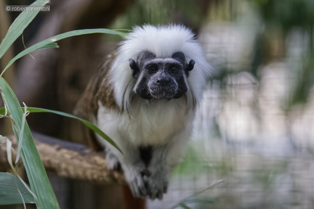 Foto van Pinché-aapje (Saguinus oedipus) in Best Zoo, Best