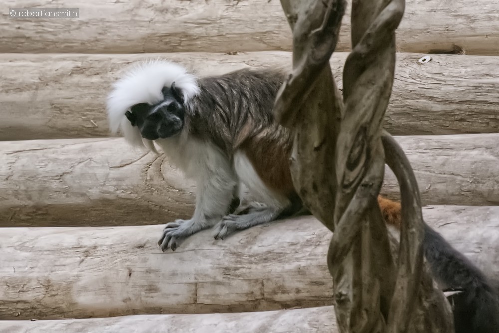 Foto van Pinché-aapje (Saguinus oedipus) in Pairi Daiza België