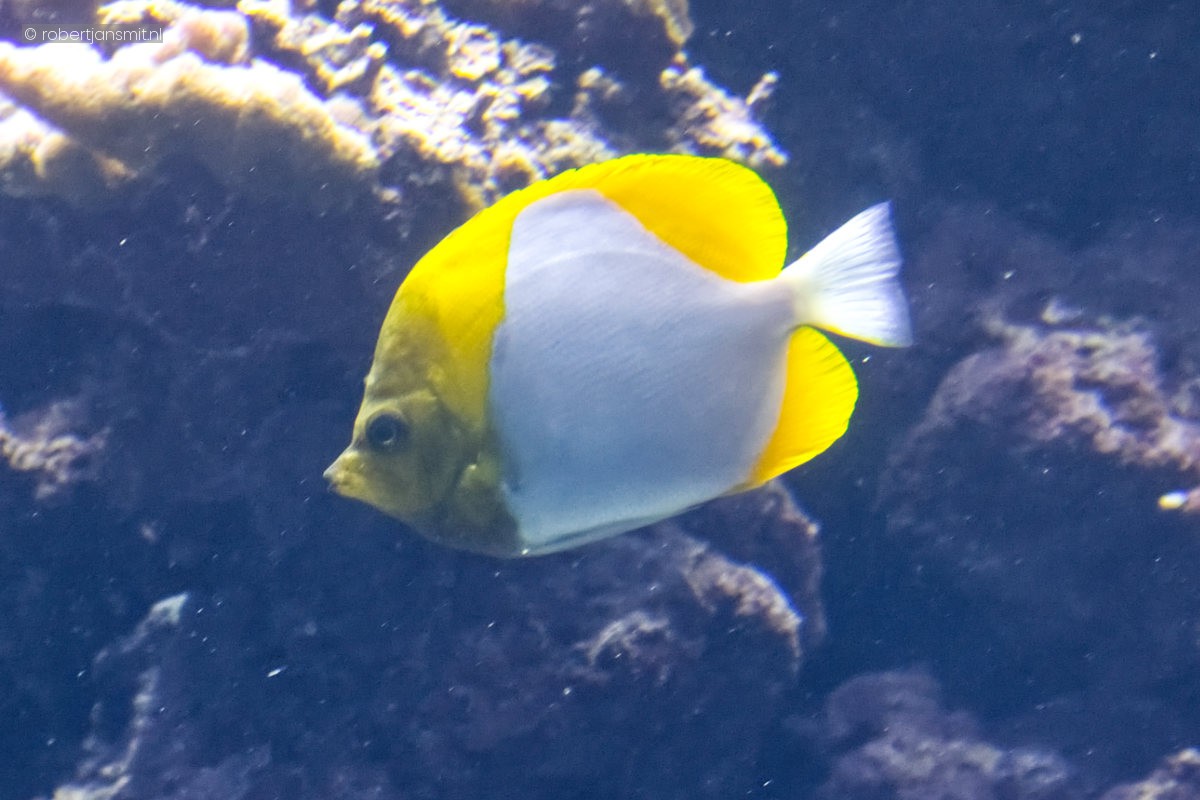 Foto van Piramide vlindervis (Hemitaurichthys polylepis) in Burgers Zoo Arnhem