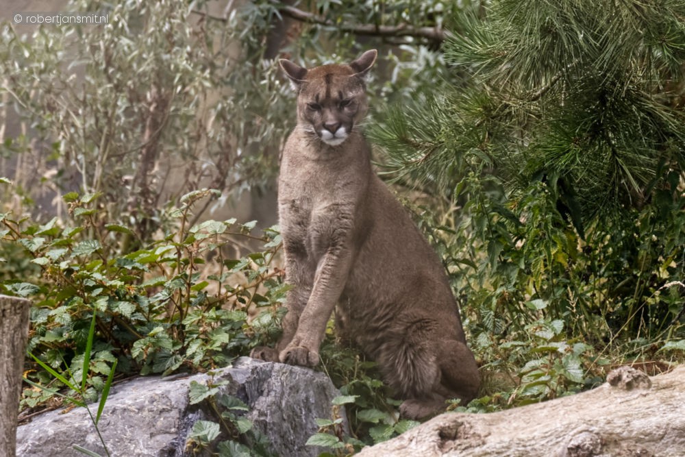 Foto van Poema (Puma concolor) in Pairi Daiza België
