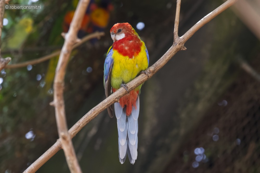 Foto van Prachtrosella (Platycercus eximius) in Pairi Daiza België