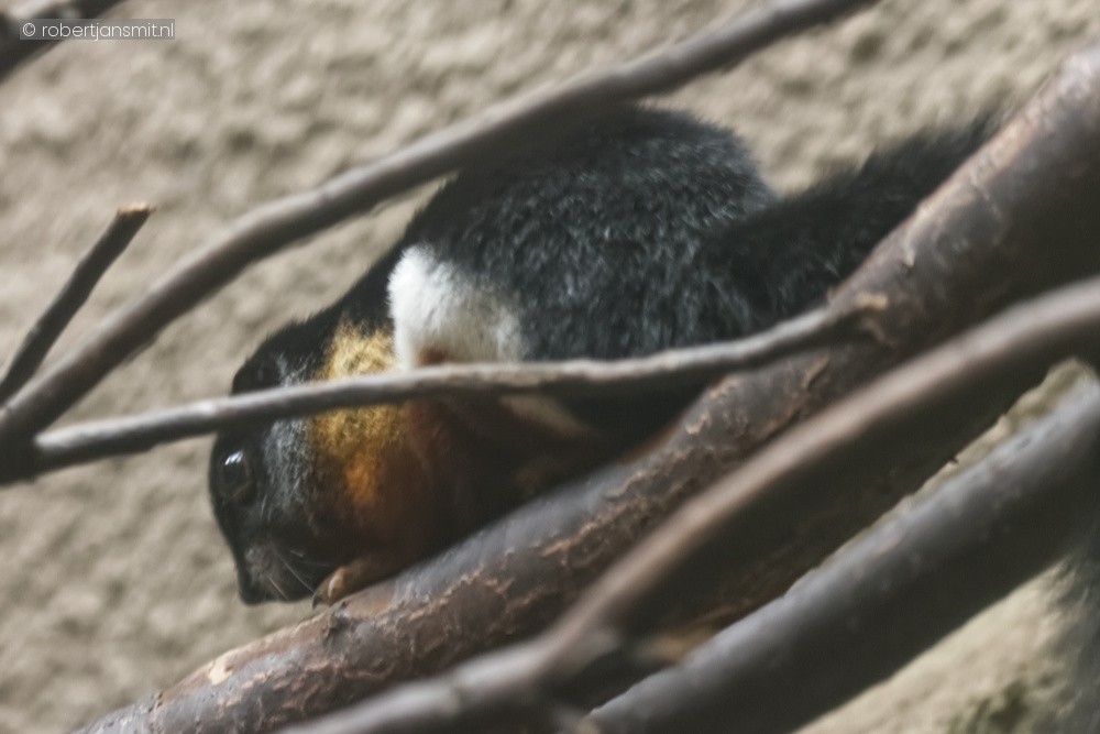 Foto van Prévosteekhoorn (Callosciurus prevostii) in Blijdorp Rotterdam
