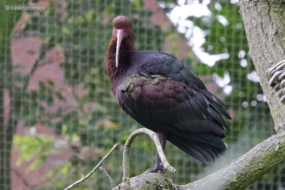 Foto van Puna-ibis (Plegadis ridgwayi) in ZooParc Overloon