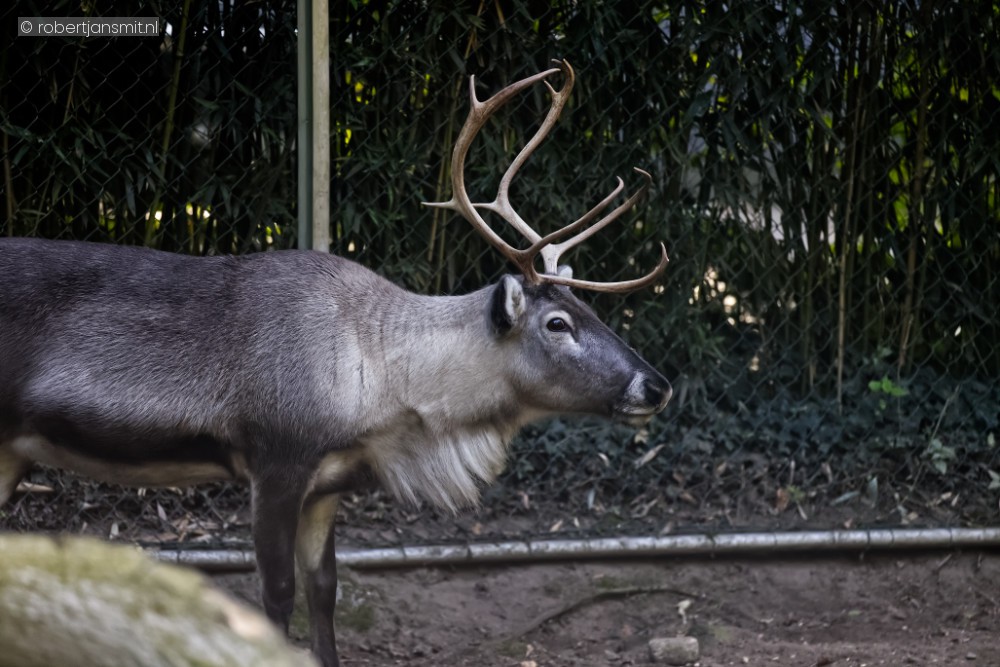 Foto van Rendier (Rangifer tarandus) in Ouwehands Dierenpark Rhenen