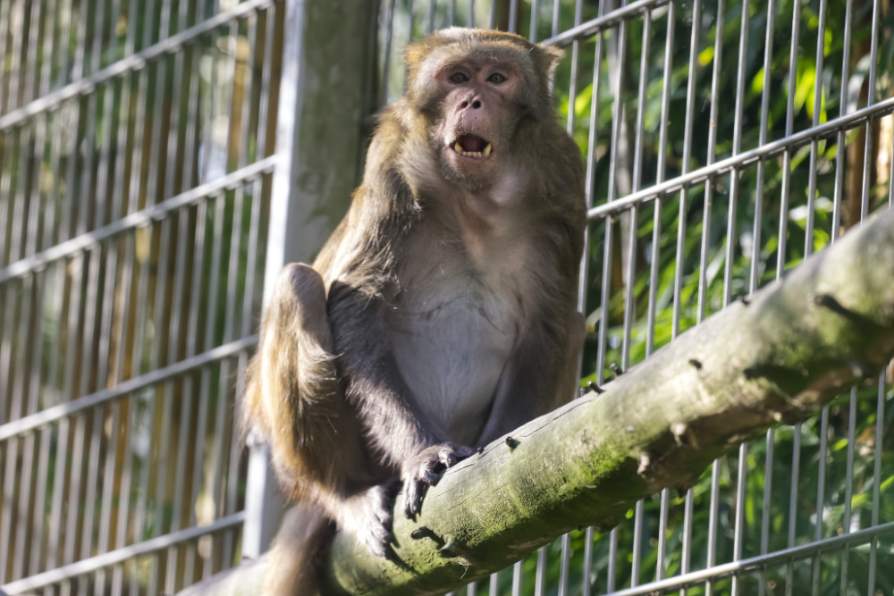 Foto van Resusaap (Macaca mulatta) in Best Zoo, Best