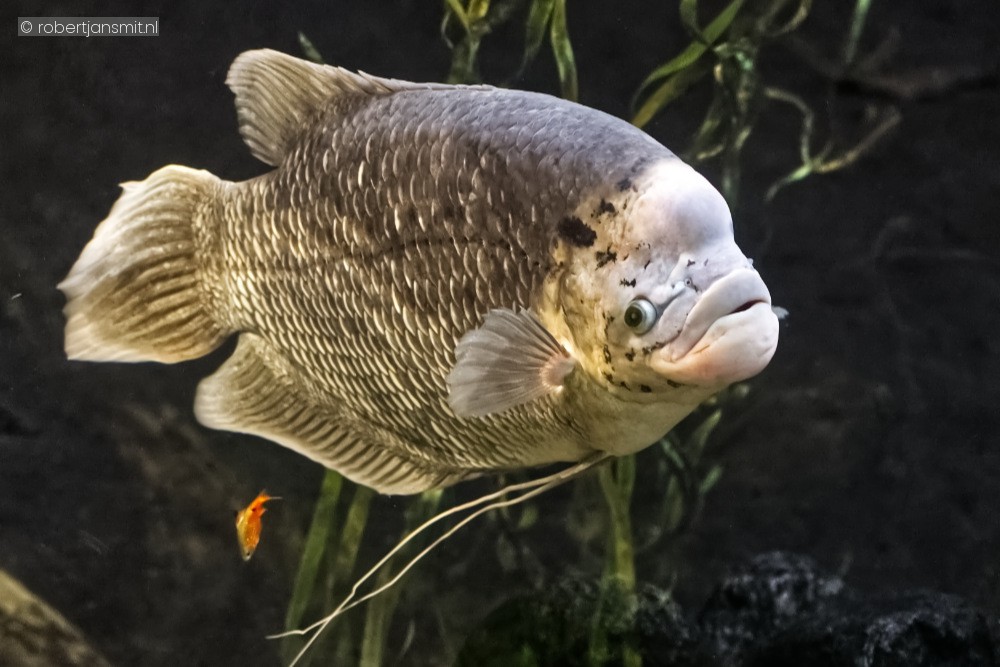 Foto van Reuzengoerami (Osphronemus goramy) in Blijdorp Rotterdam