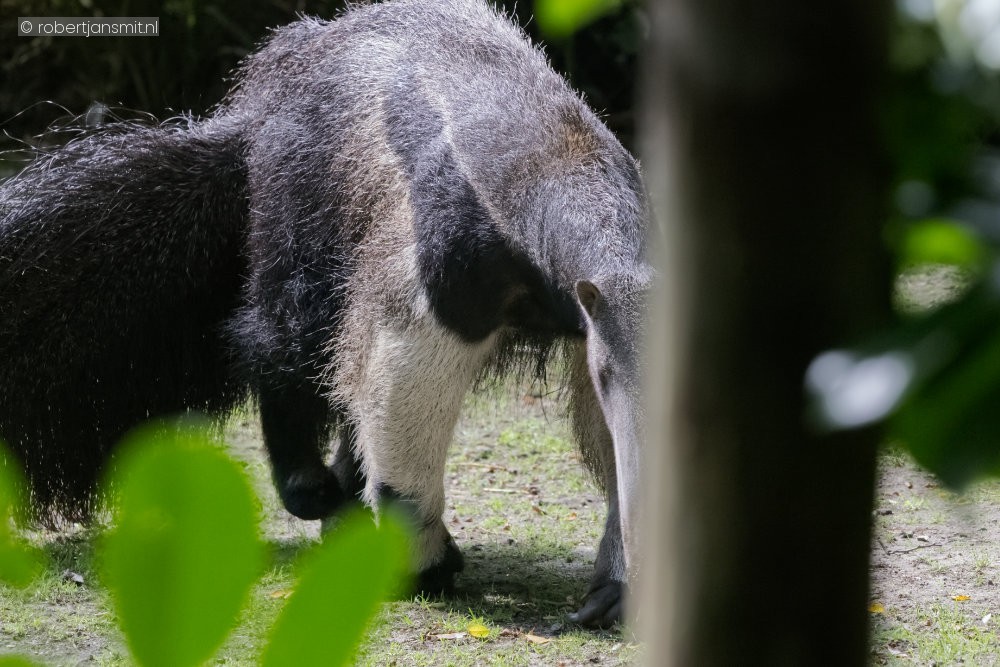 Foto van Reuzenmiereneter (Myrmecophaga tridactyla) in ZooParc Overloon