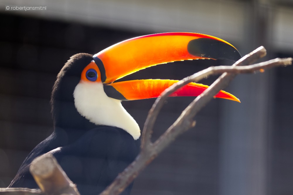 Foto van Reuzentoekan (Ramphastos toco) in Dierenpark Hoenderdaell Anna Paulowna