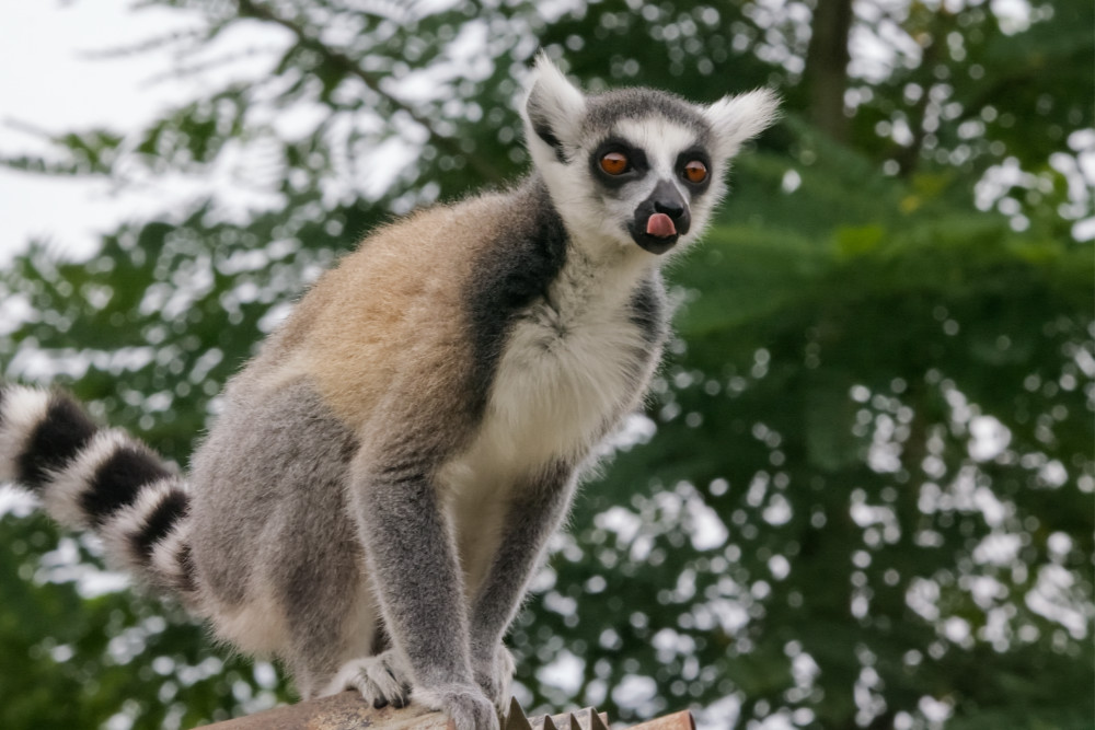 Foto van Ringstaartmaki (Lemur catta) in ZooParc Overloon