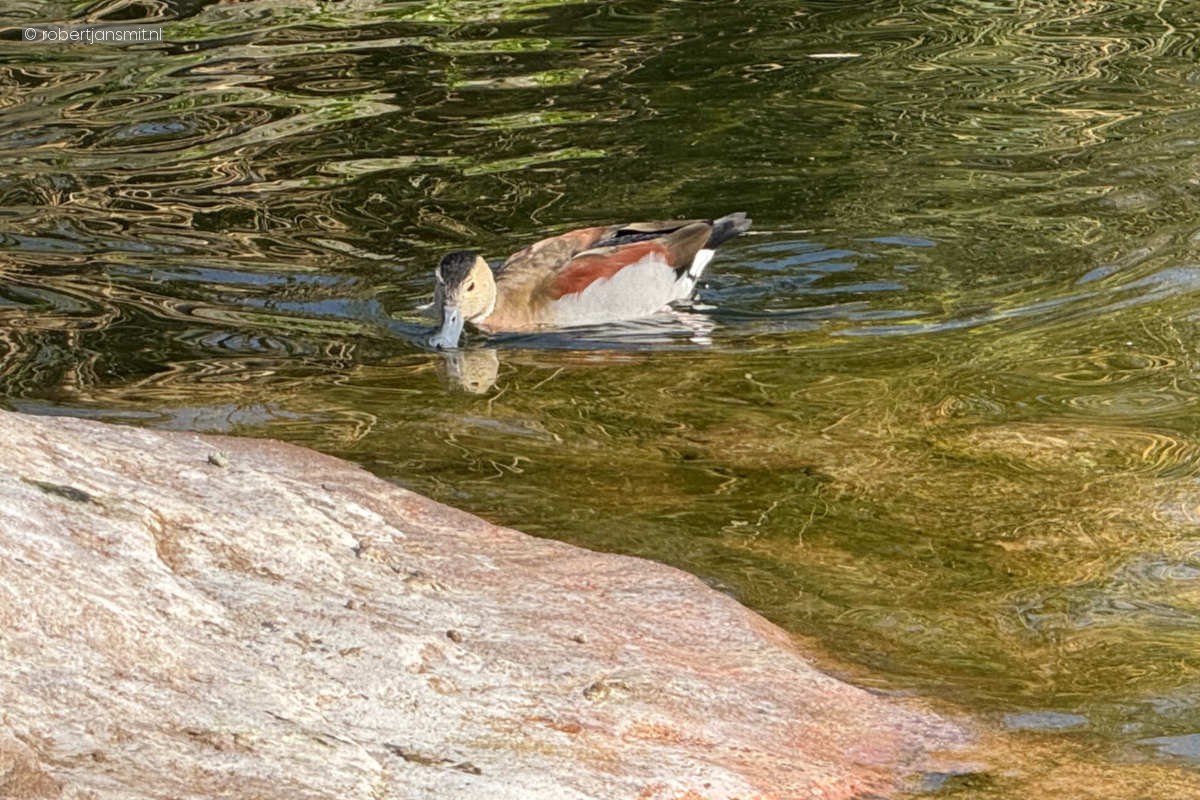 Foto van Ringtaling (Callonetta leucophrys) in Zoo Krefeld