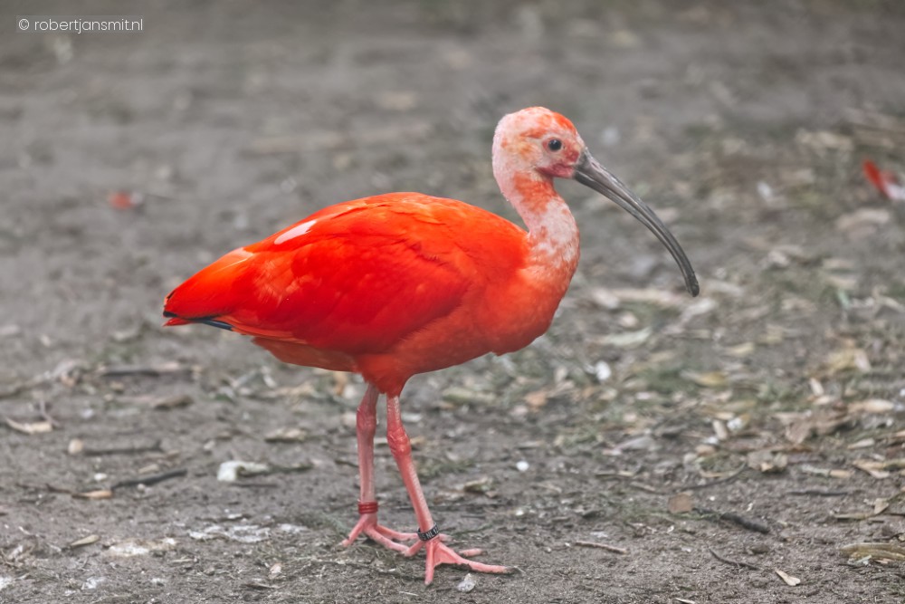 Foto van Rode Ibis (Eudocimus ruber) in Best Zoo, Best