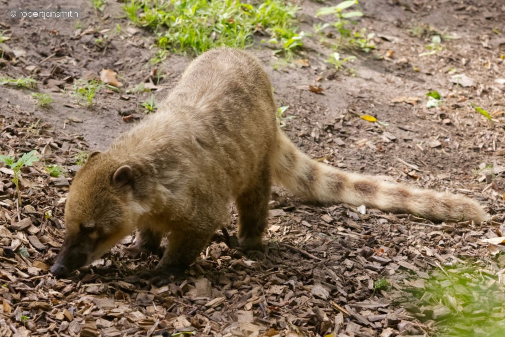 Foto van Rode neusbeer (Nasua nasua) in ZooParc Overloon