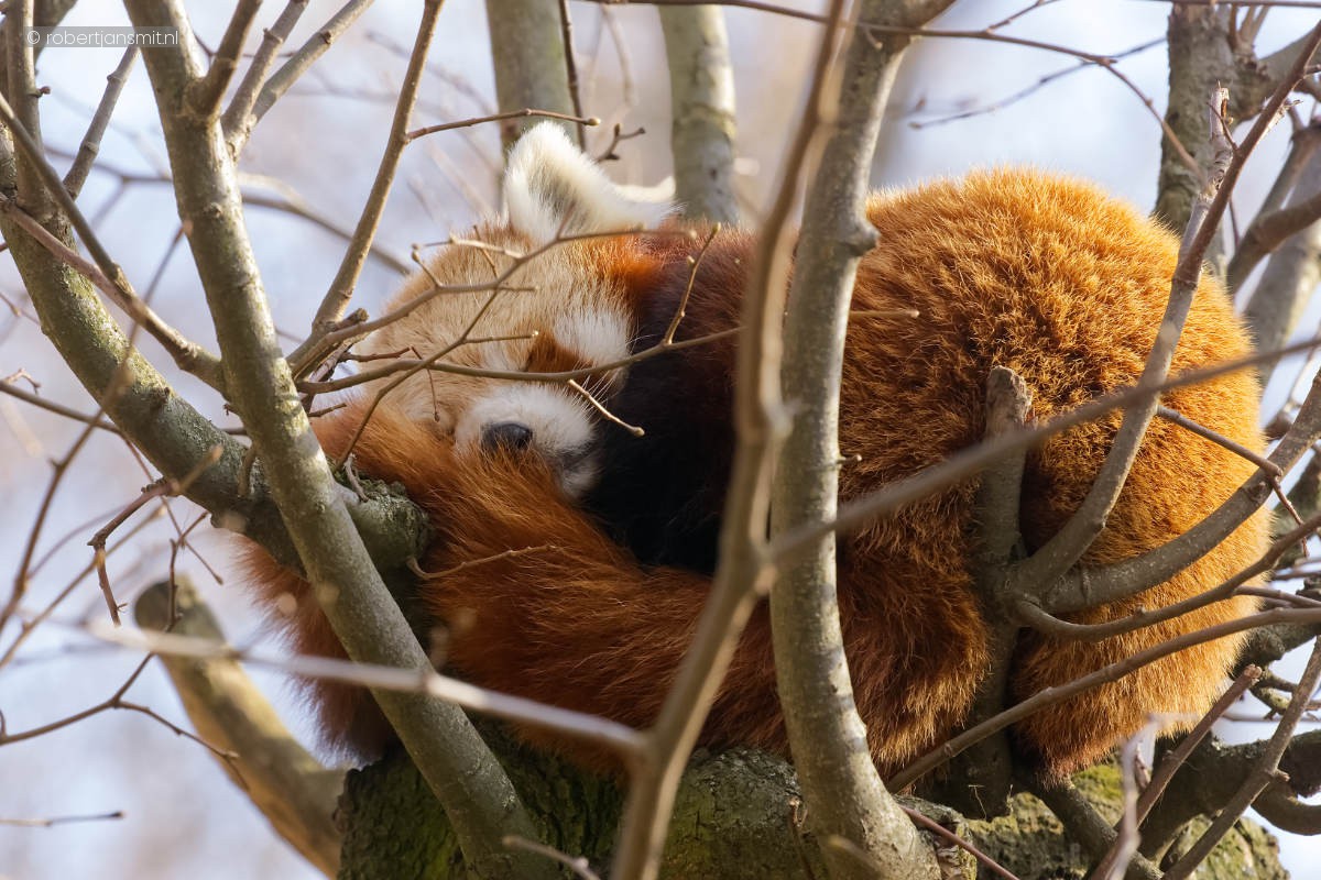 Foto van Rode panda (Ailurus fulgens) in Tierpark Berlin