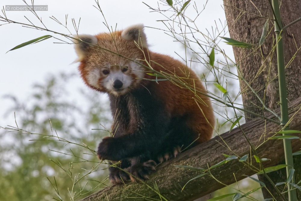 Foto van Rode panda (Ailurus fulgens) in ZooParc Overloon