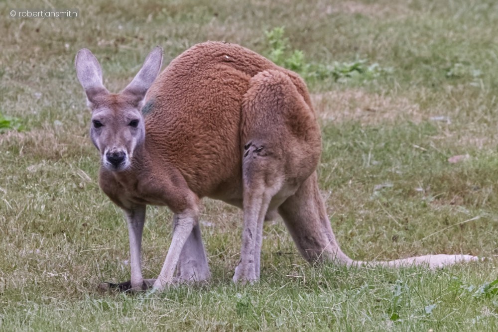 Foto van Rode Reuzenkangoeroe (Osphranter rufus) in ZooParc Overloon
