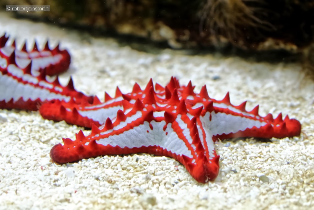 Foto van Rode stekelster (Protoreaster linckii) in Burgers Zoo Arnhem
