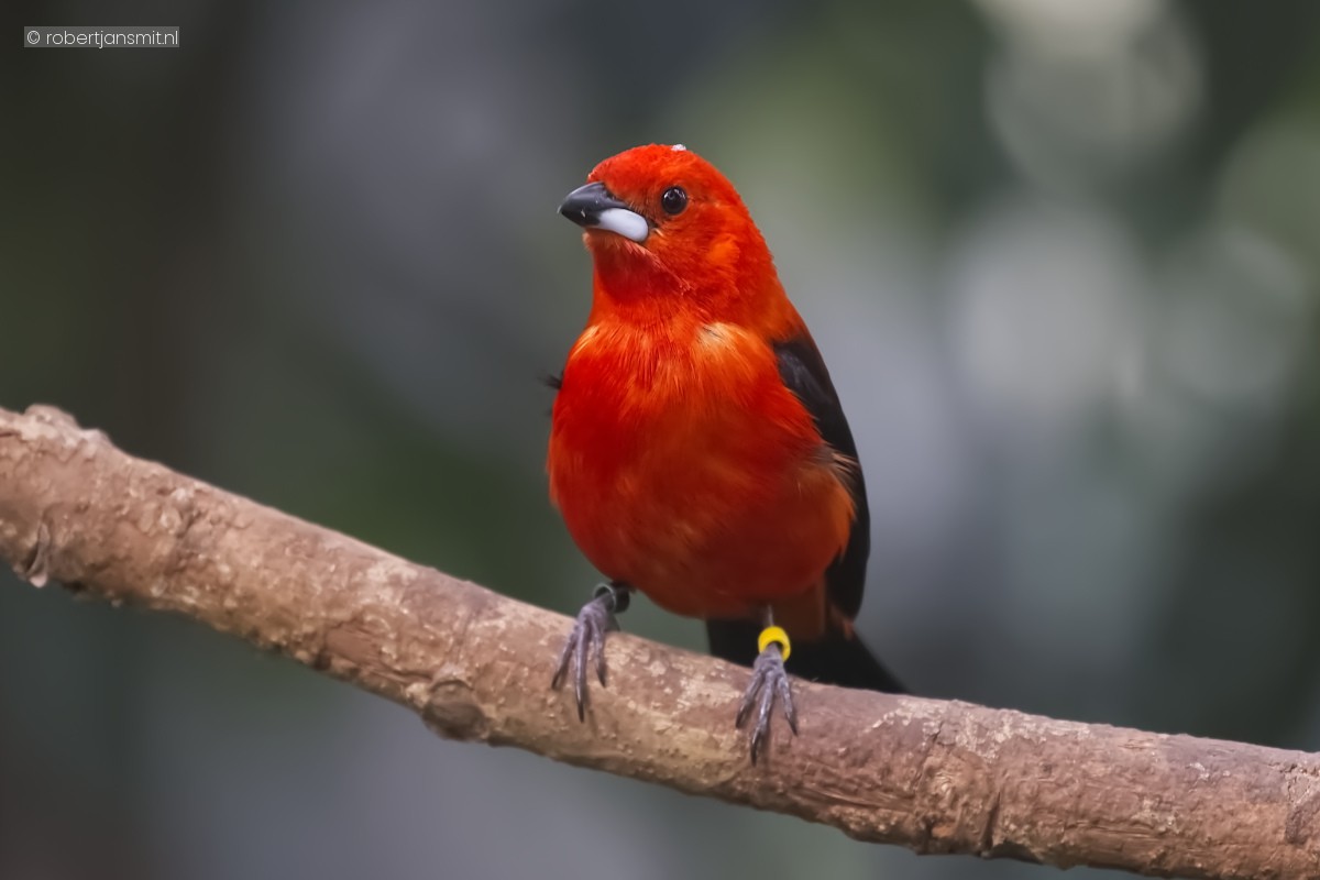 Foto van Rode tangare (Ramphocelus bresilia) in Zoo Krefeld