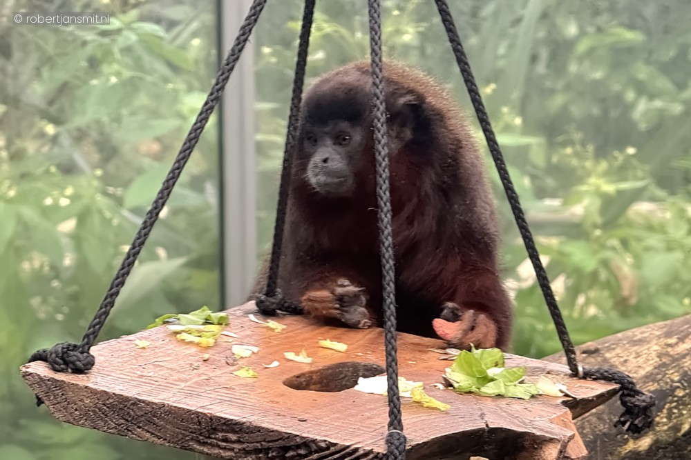 Foto van Rode titi (Plecturocebus cupreus) in ZooParc Overloon