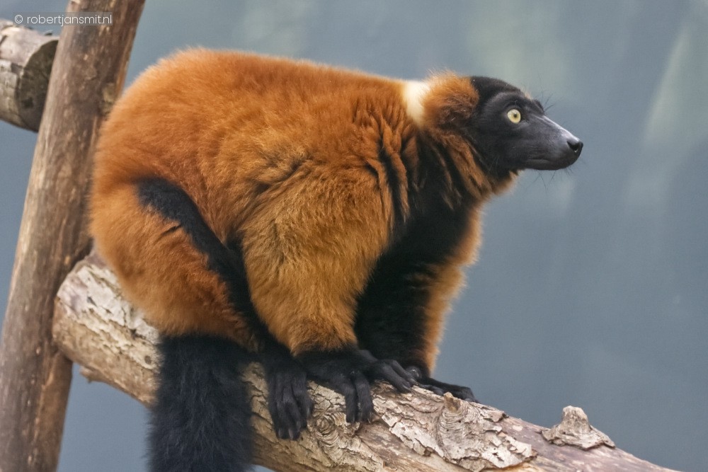 Foto van Rode vari (Varecia rubra) in Best Zoo, Best