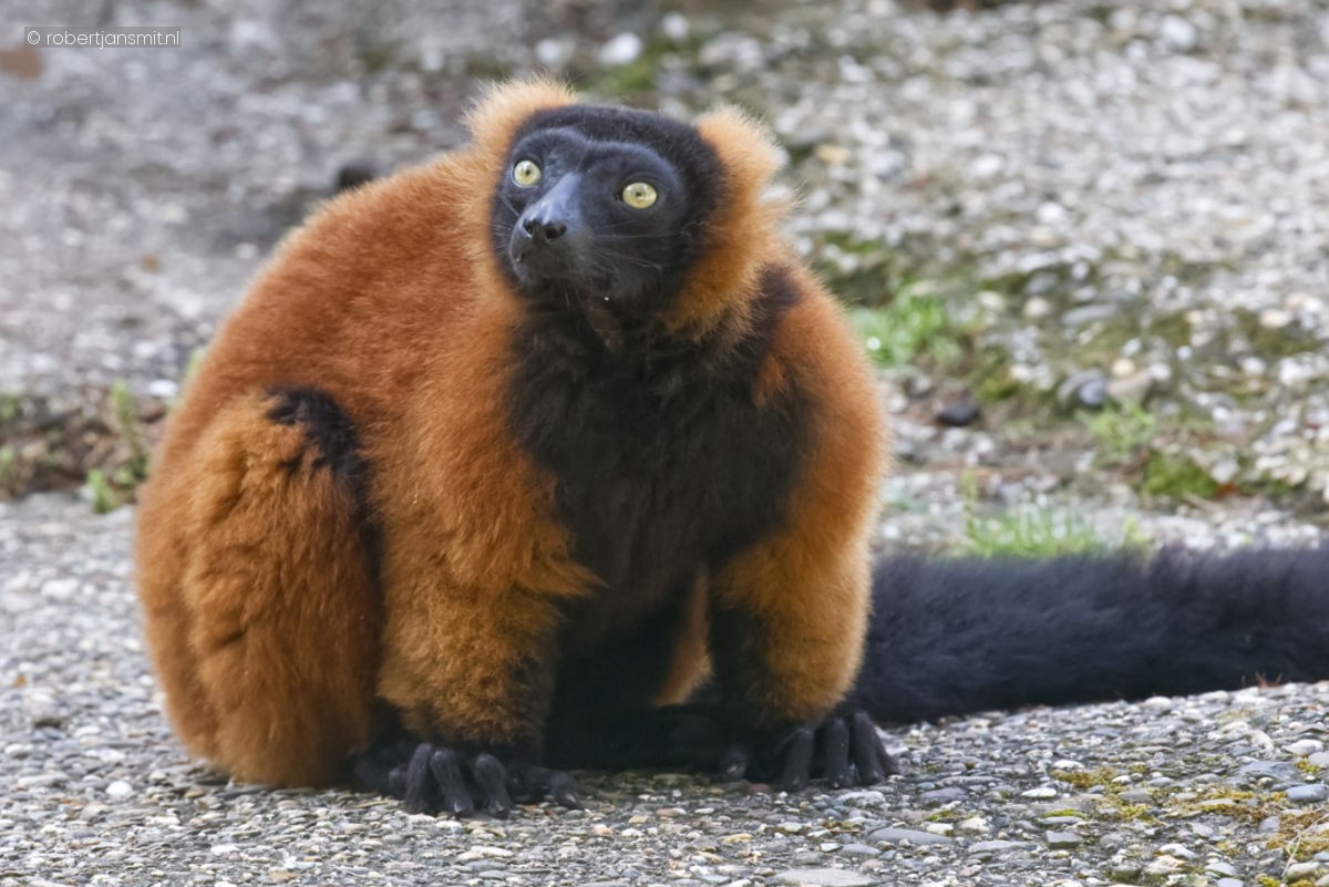 Foto van Rode vari (Varecia rubra) in Dierenpark Amersfoort