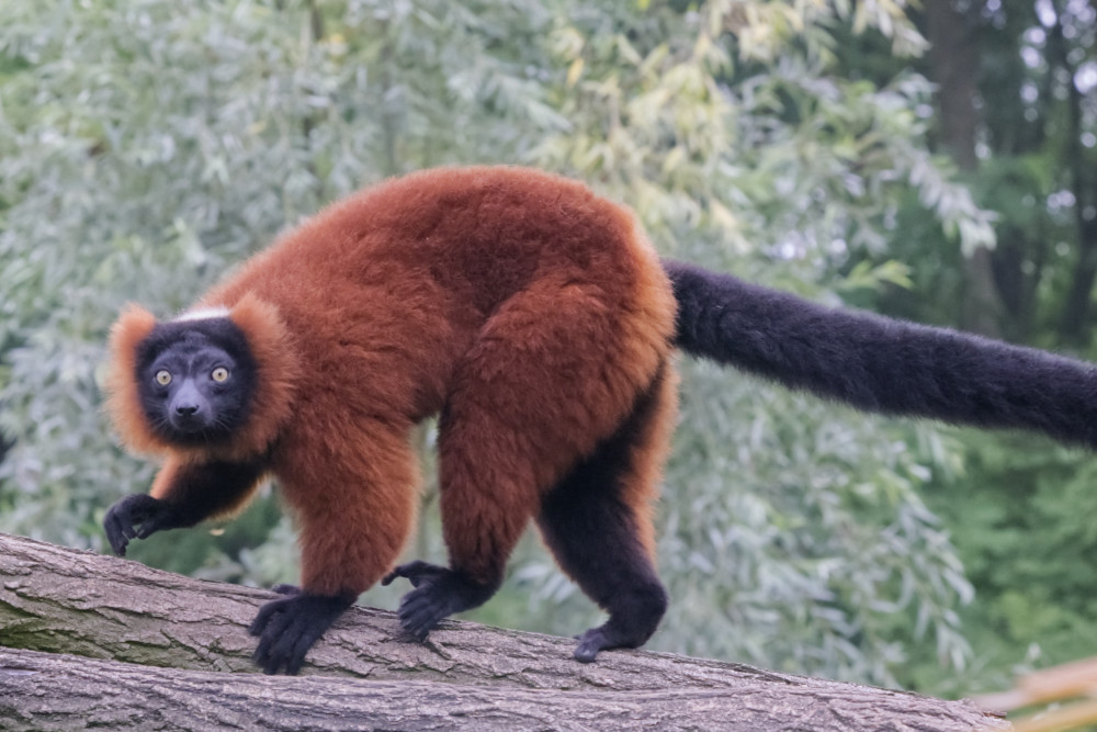 Foto van Rode vari (Varecia rubra) in ZooParc Overloon
