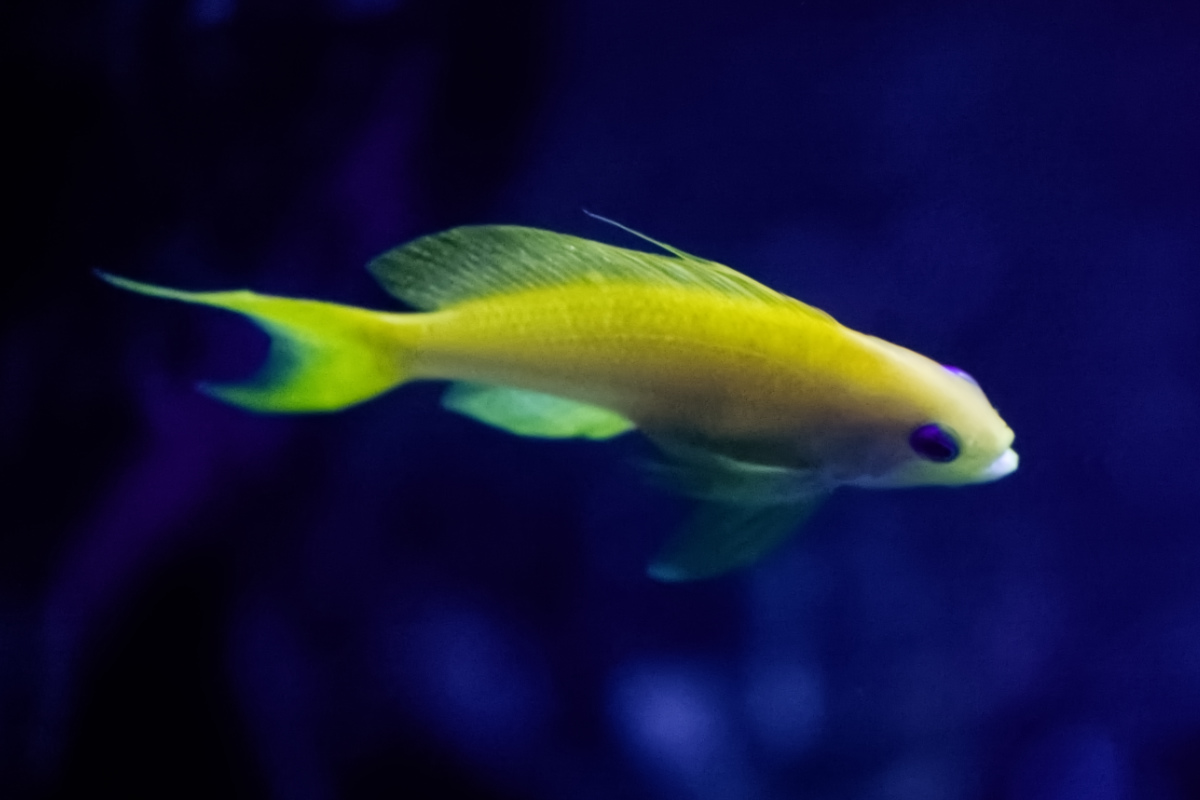 Foto van rode vlagbaars (Pseudanthias squamipinnis) in Blijdorp Rotterdam