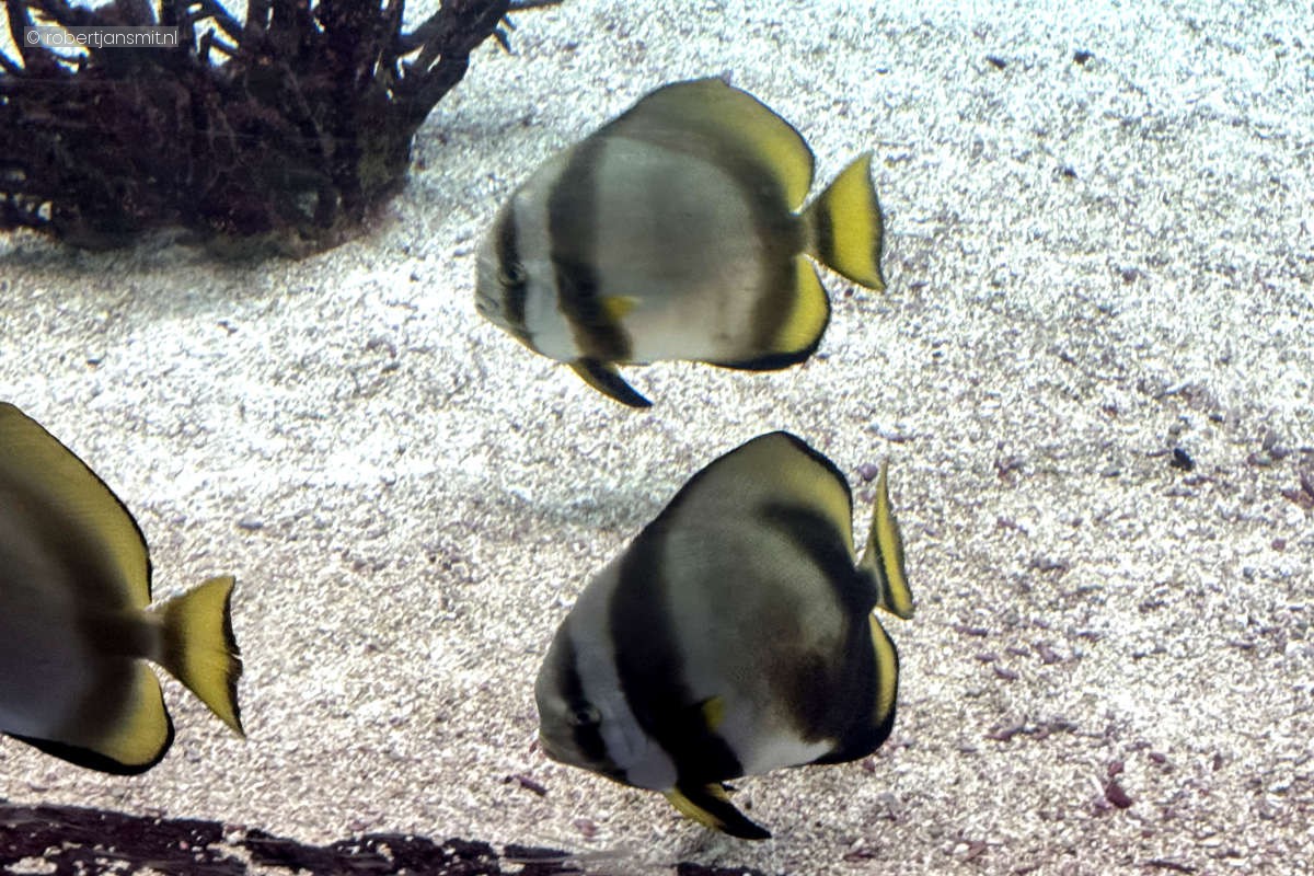 Foto van ronde vleermuisvis (Platax orbicularis) in Burgers Zoo Arnhem